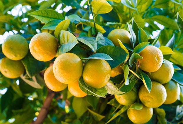 Neem, Karanj & Lemon Shampoo: A Herbal Solution For Healthy Hair